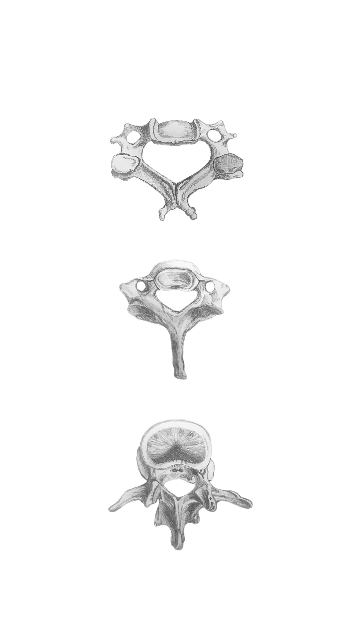 A graphite study of three vertebrae stacked vertically